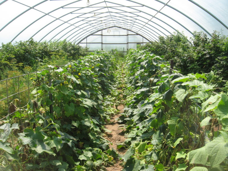 Gallery Zimmerman's High Tunnels & Greenhouses